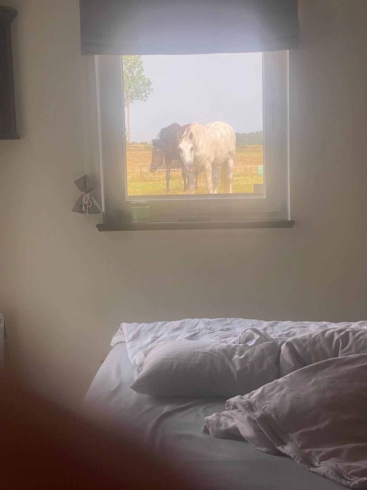 Aufwachen mit Blick auf die Pferde