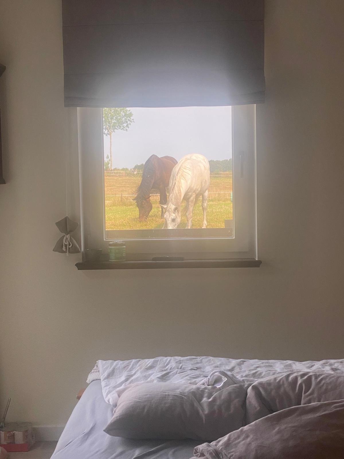 Pferde direkt vor dem Fenster