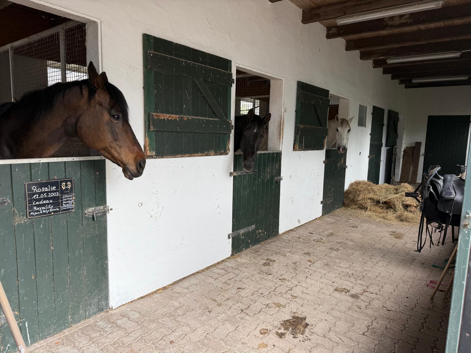 Stallgasse mit Pferdeboxen